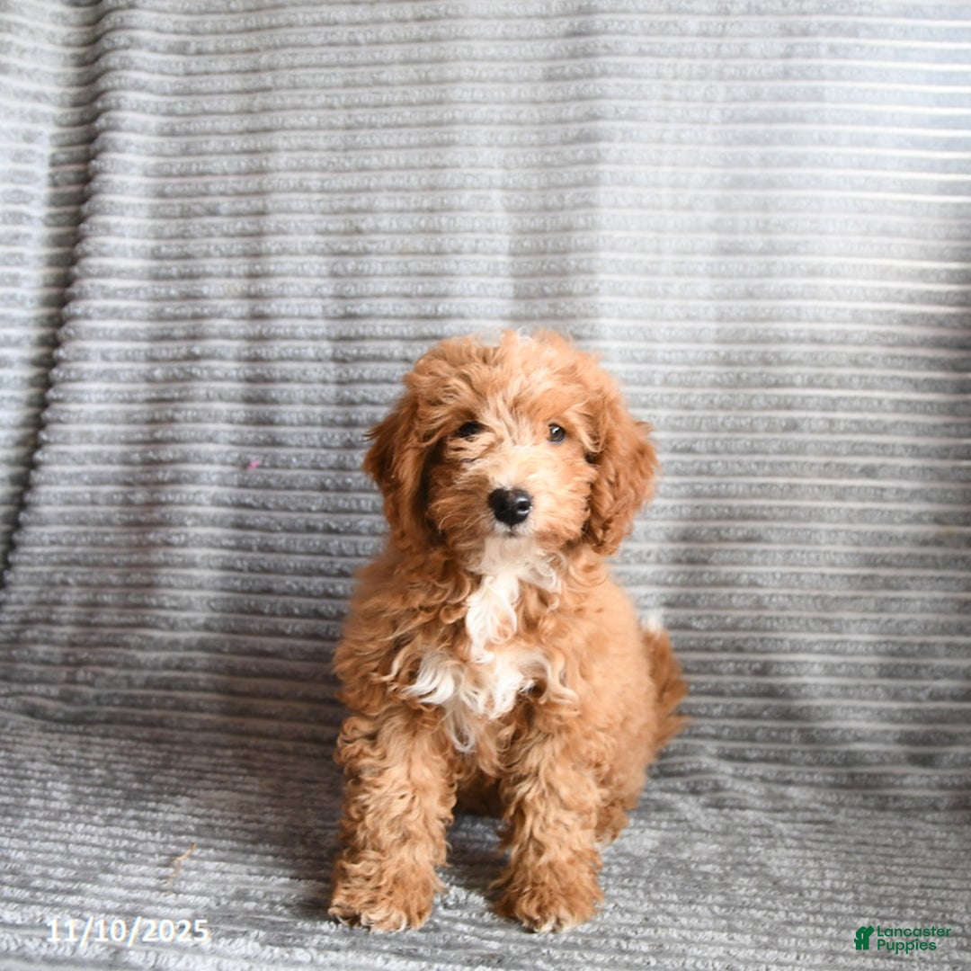 Mini Aussiedoodle dogs for sale: Cookie - Ad 2