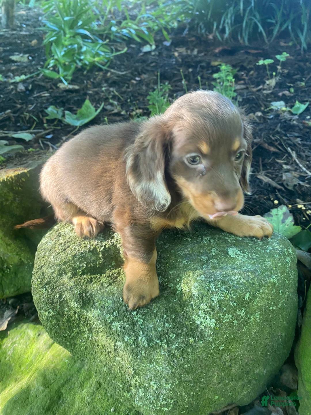Miniature Dachshund dogs for sale: Nora - Ad 9