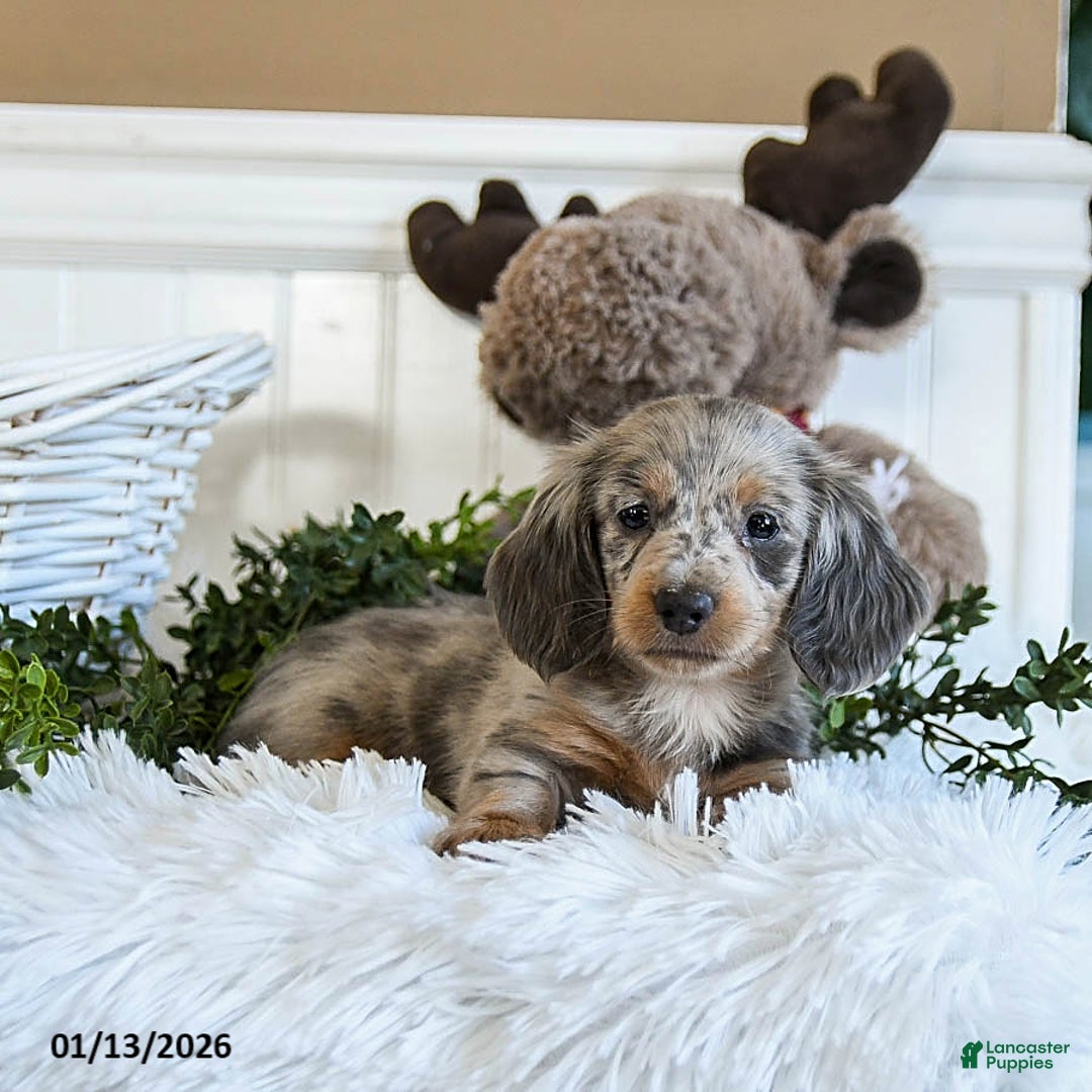 Miniature Dachshund dogs for sale: Molly - Ad 4