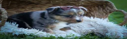 Mixed Breed dogs for sale: Garret💙 - Ad 17