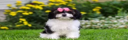 Cavapoo dogs for sale: Sunnie - Ad 3