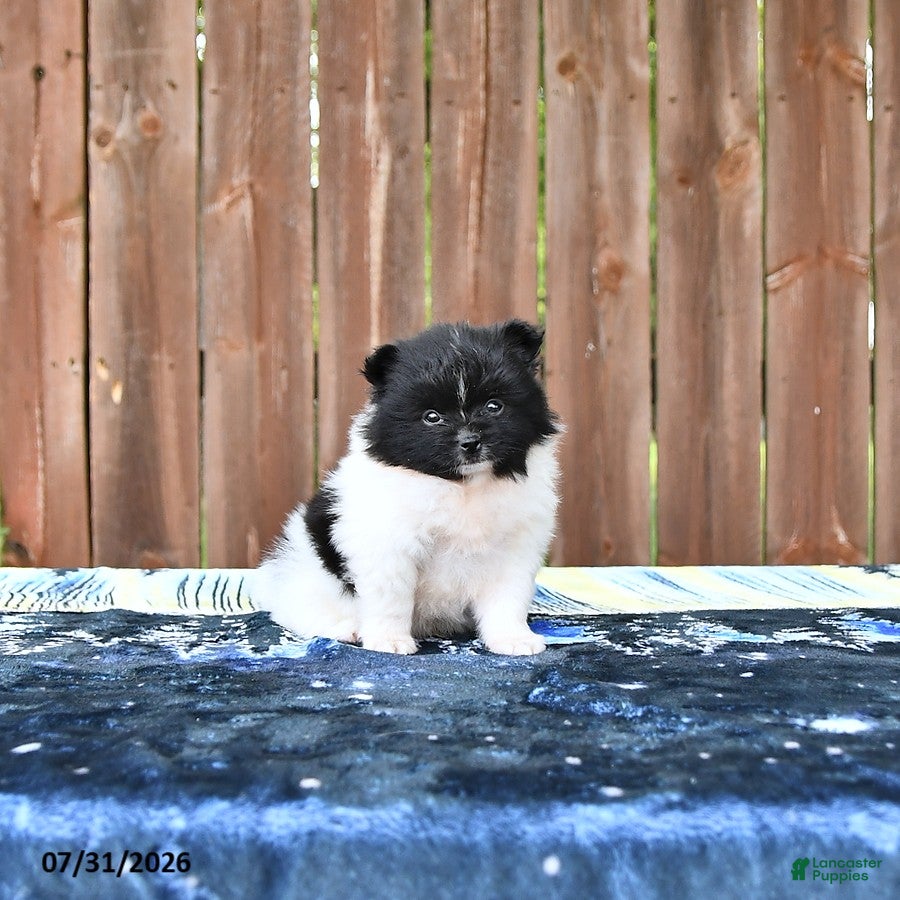 Pomeranian dogs Oreo Cookie - Ad 2