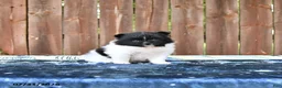 Pomeranian dogs for sale: Oreo Cookie - Ad 2