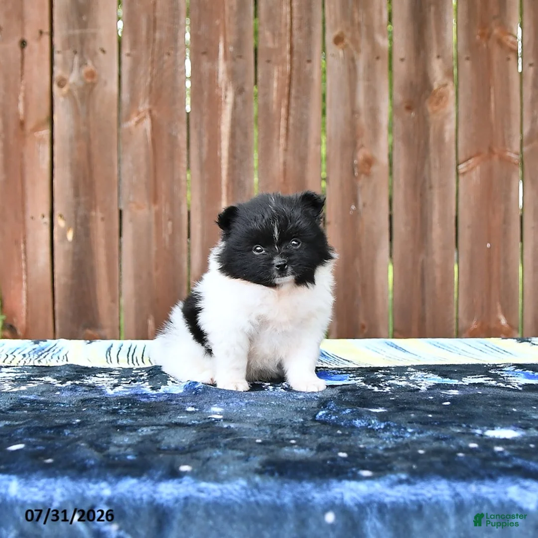 Pomeranian dogs for sale: Oreo Cookie - Ad 2