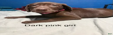 Labrador Retriever 7