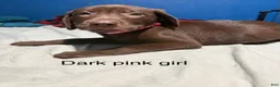 Labrador Retriever dogs for sale: Labrador Retriever 7 - Ad 1