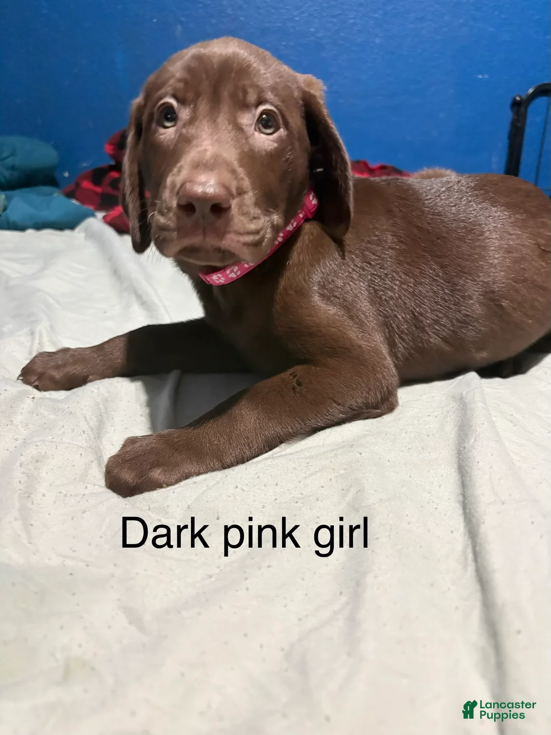 Labrador Retriever dogs for sale: Labrador Retriever 7 - Ad 1