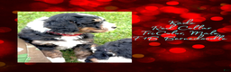 Mini Bernedoodle dogs for sale: Kade “Red Collar” Male - Ad 14