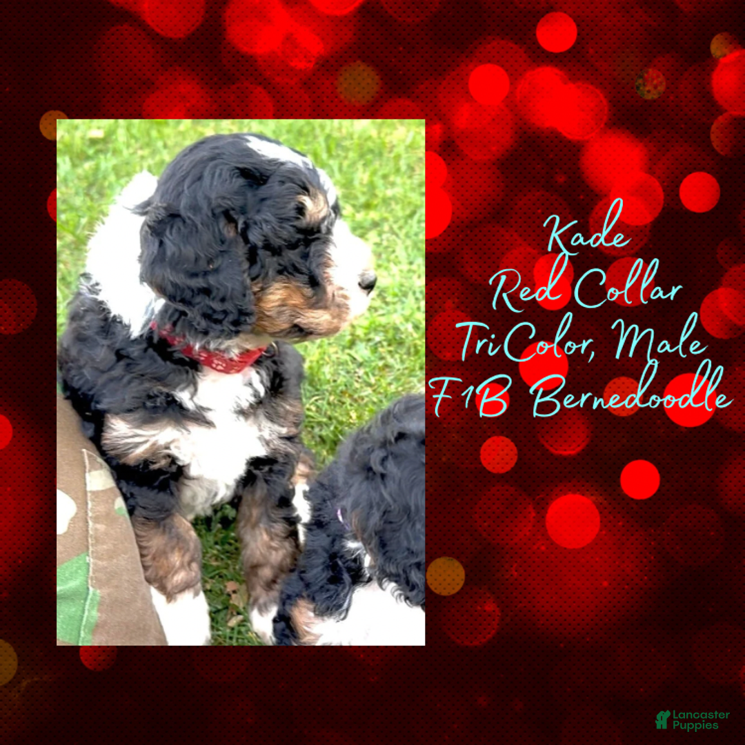 Mini Bernedoodle dogs for sale: Kade “Red Collar” Male - Ad 14