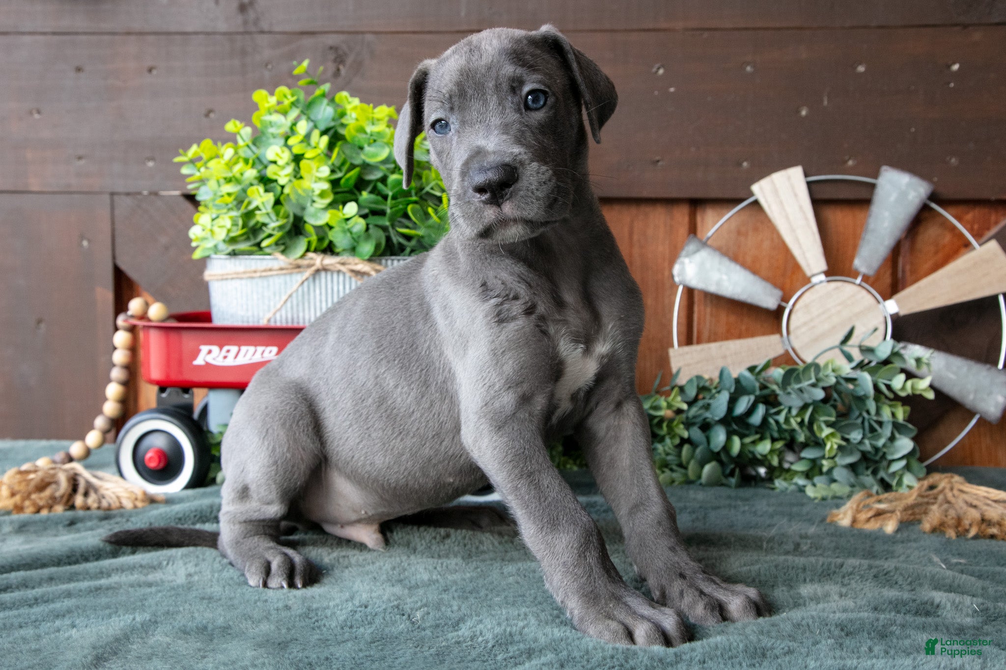 Great Dane dogs Hank - Ad 1
