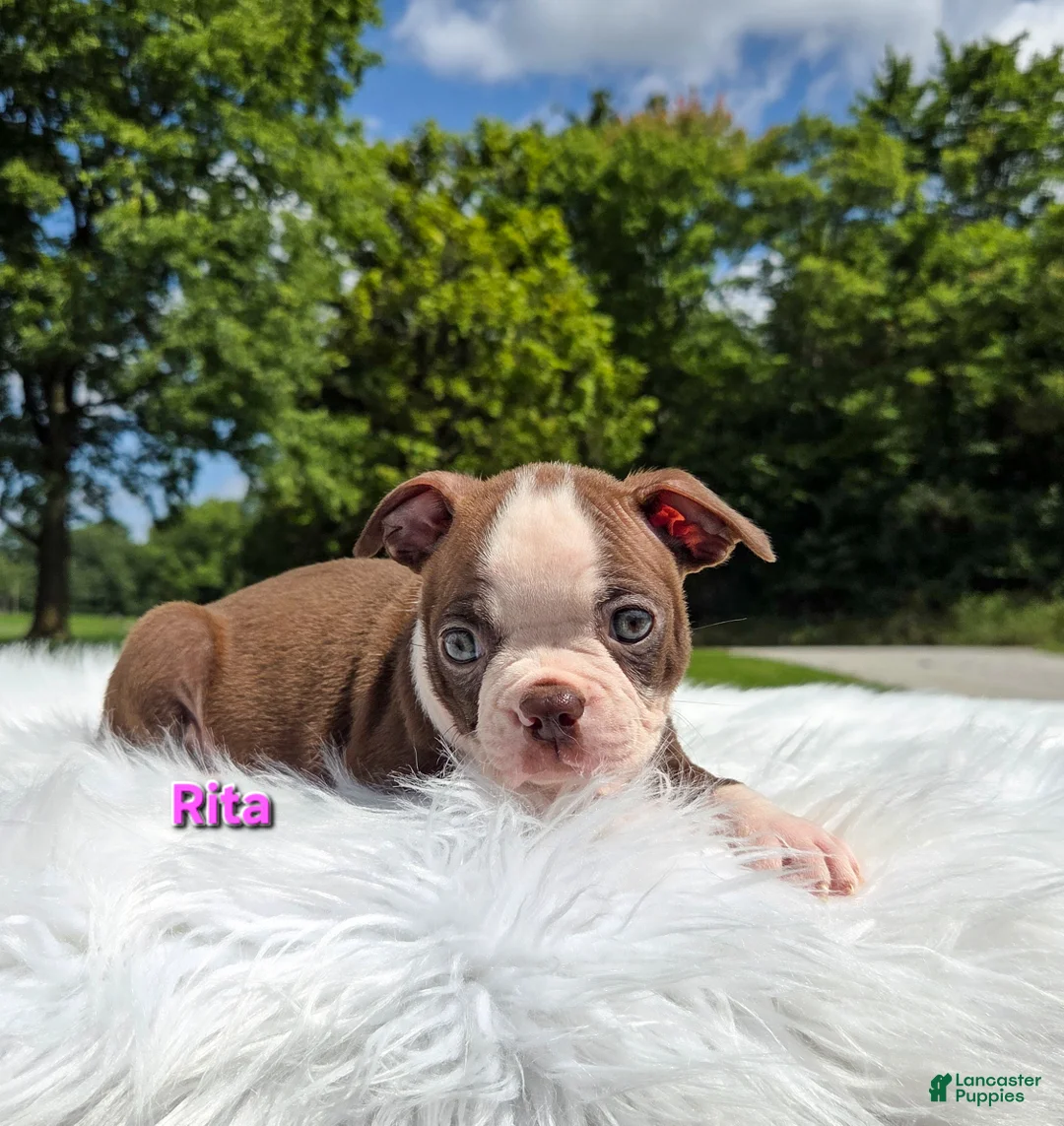 Boston Terrier dogs for sale: Rita - Ad 9