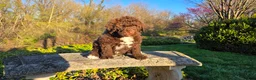 Portuguese Water Dog dogs for sale: Flash - Ad 13