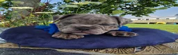 Olde English Bulldogge dogs for sale: Zuma - Ad 4