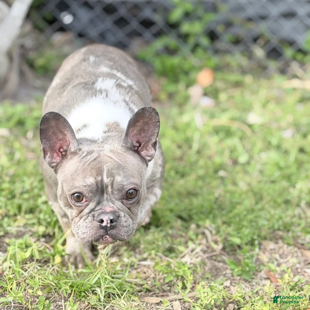 French Bulldog dogs for sale: Stormy - Ad 2
