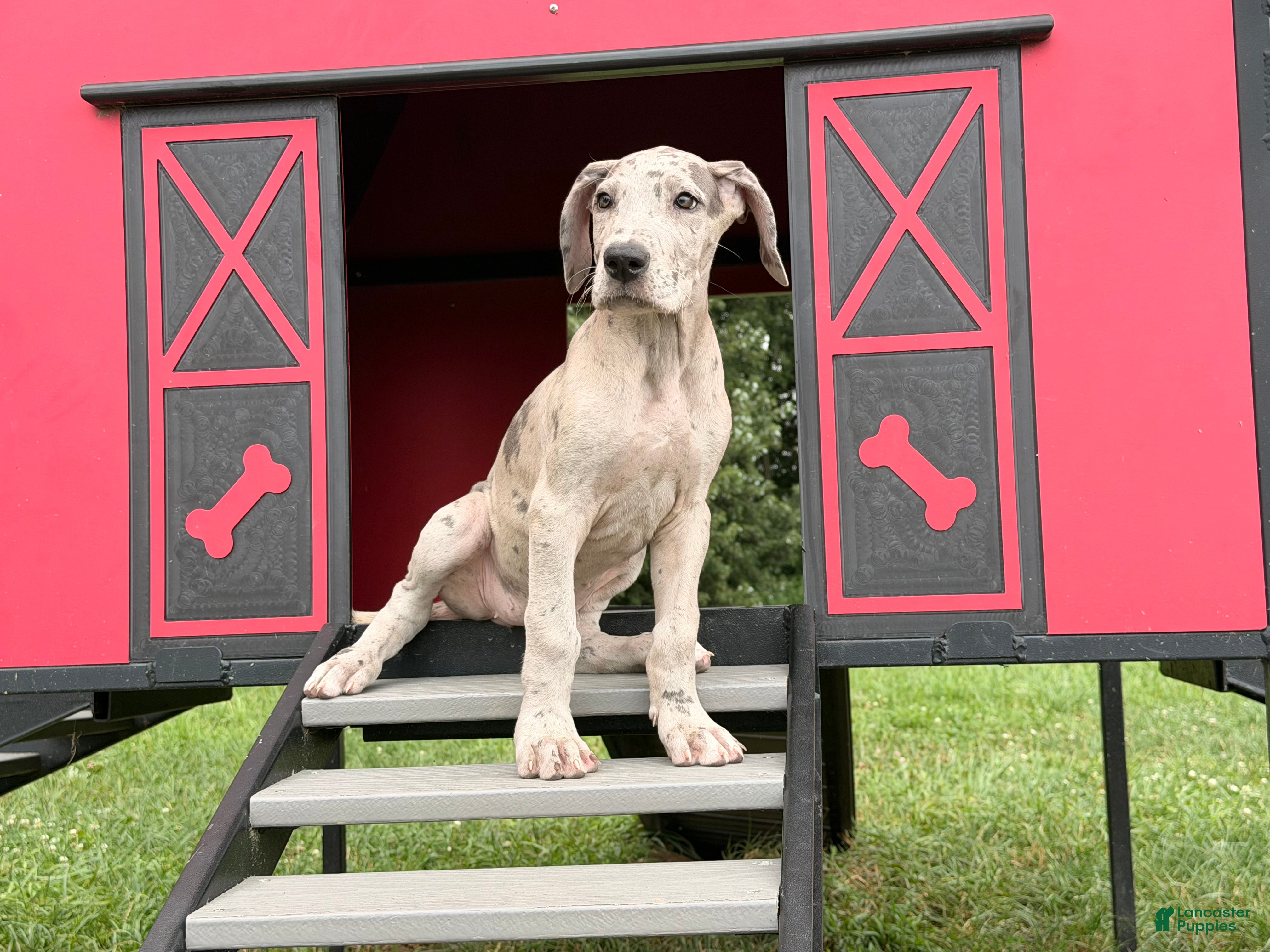 Great Dane dogs Pansy Great Dane  - Ad 1