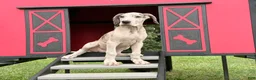 Great Dane dogs for sale: Pansy Great Dane  - Ad 1