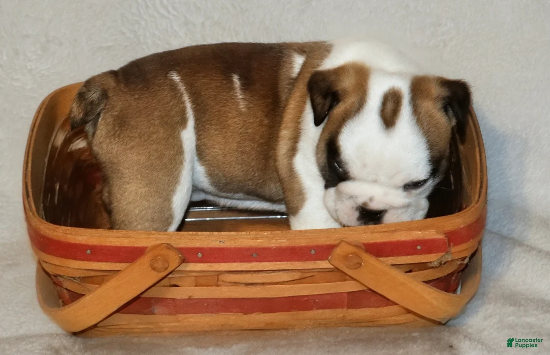 English Bulldog dogs for sale: English Bulldog Puppy 5 - Ad 1