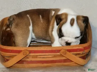 English Bulldog dogs English Bulldog Puppy 5 - Ad 18