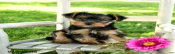 Yorkshire Terrier dogs for sale: Michael - Ad 2