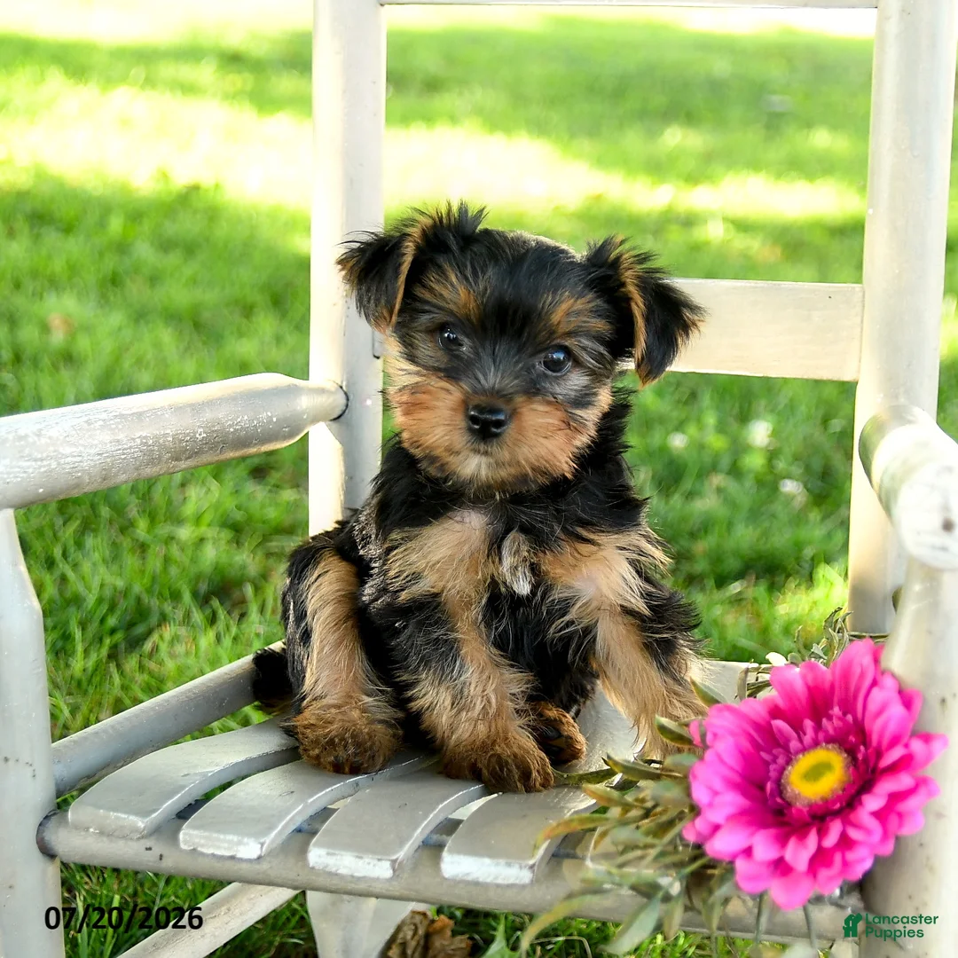 Yorkshire Terrier dogs for sale: Michael - Ad 2