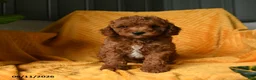 Cavapoo dogs for sale: Crouton - Ad 5