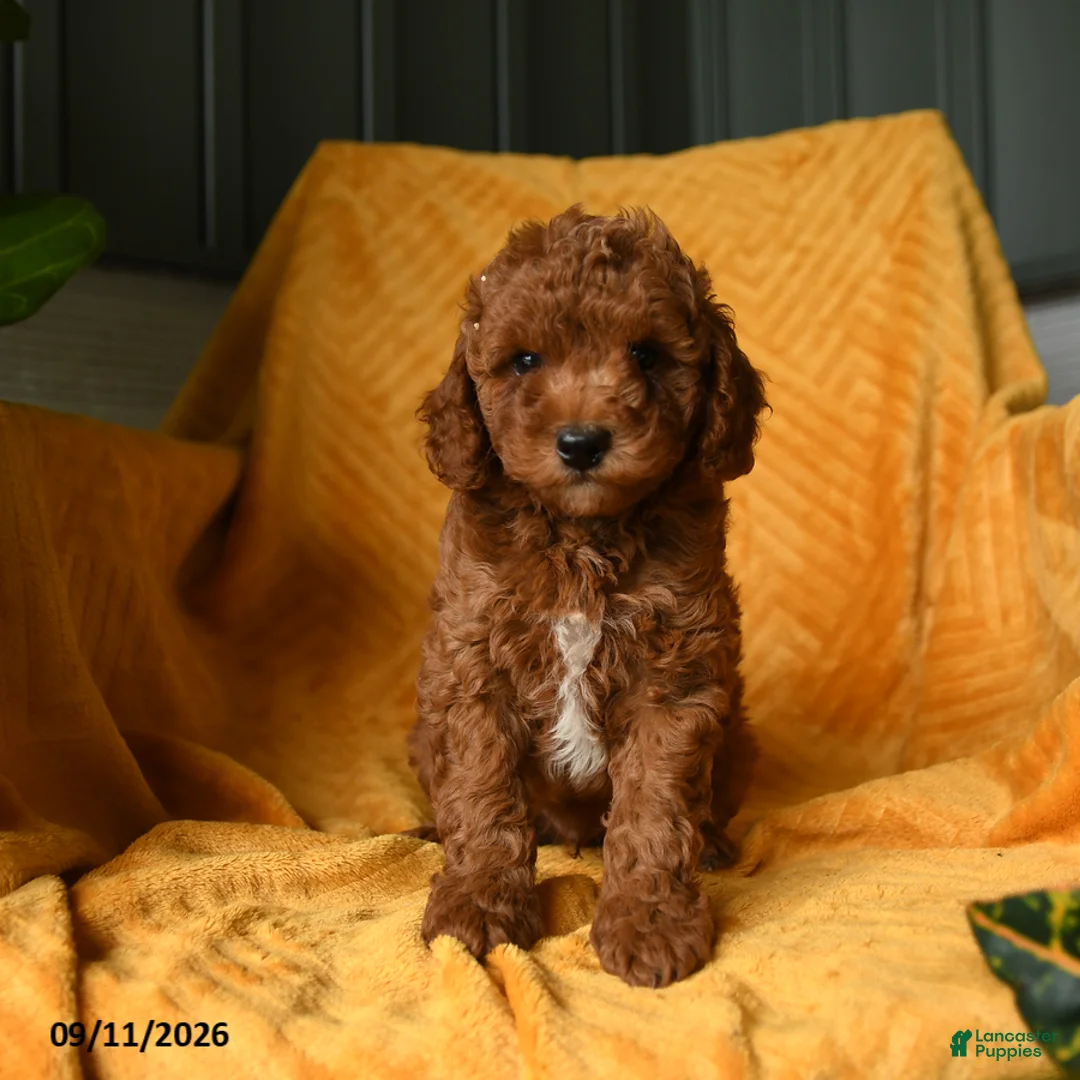 Cavapoo dogs for sale: Crouton - Ad 5