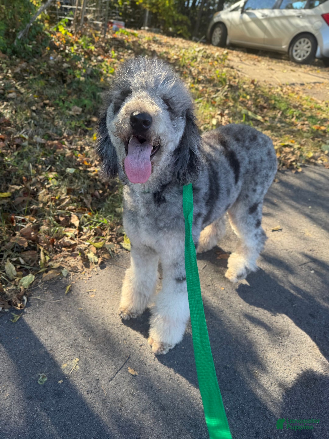 Sheepadoodle dogs for sale: Coconut Crème  - Ad 12