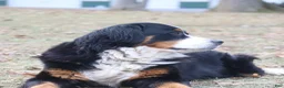 Bernese Mountain Dog dogs for sale: Bernese Mountain Dog 4 - Ad 3