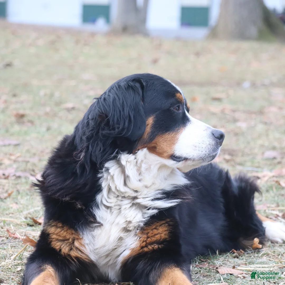 Bernese Mountain Dog dogs for sale: Bernese Mountain Dog 4 - Ad 3