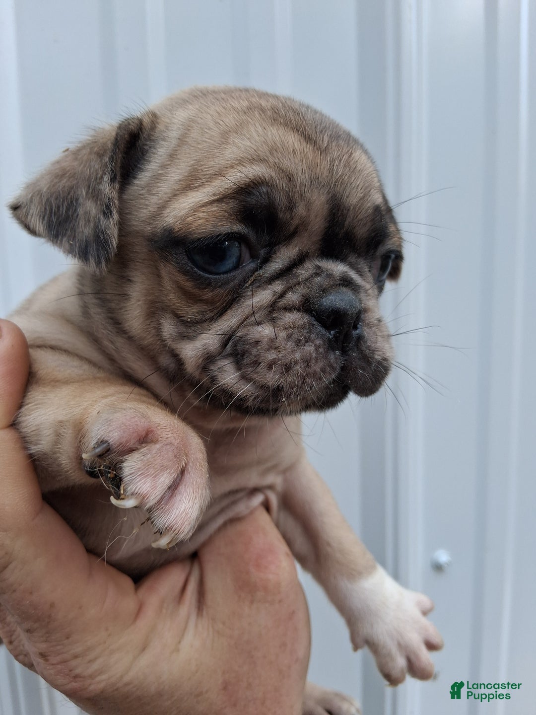 Pug dogs for sale: Darla  - Ad 2