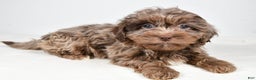 Shihpoo dogs for sale: Jodi - Ad 2