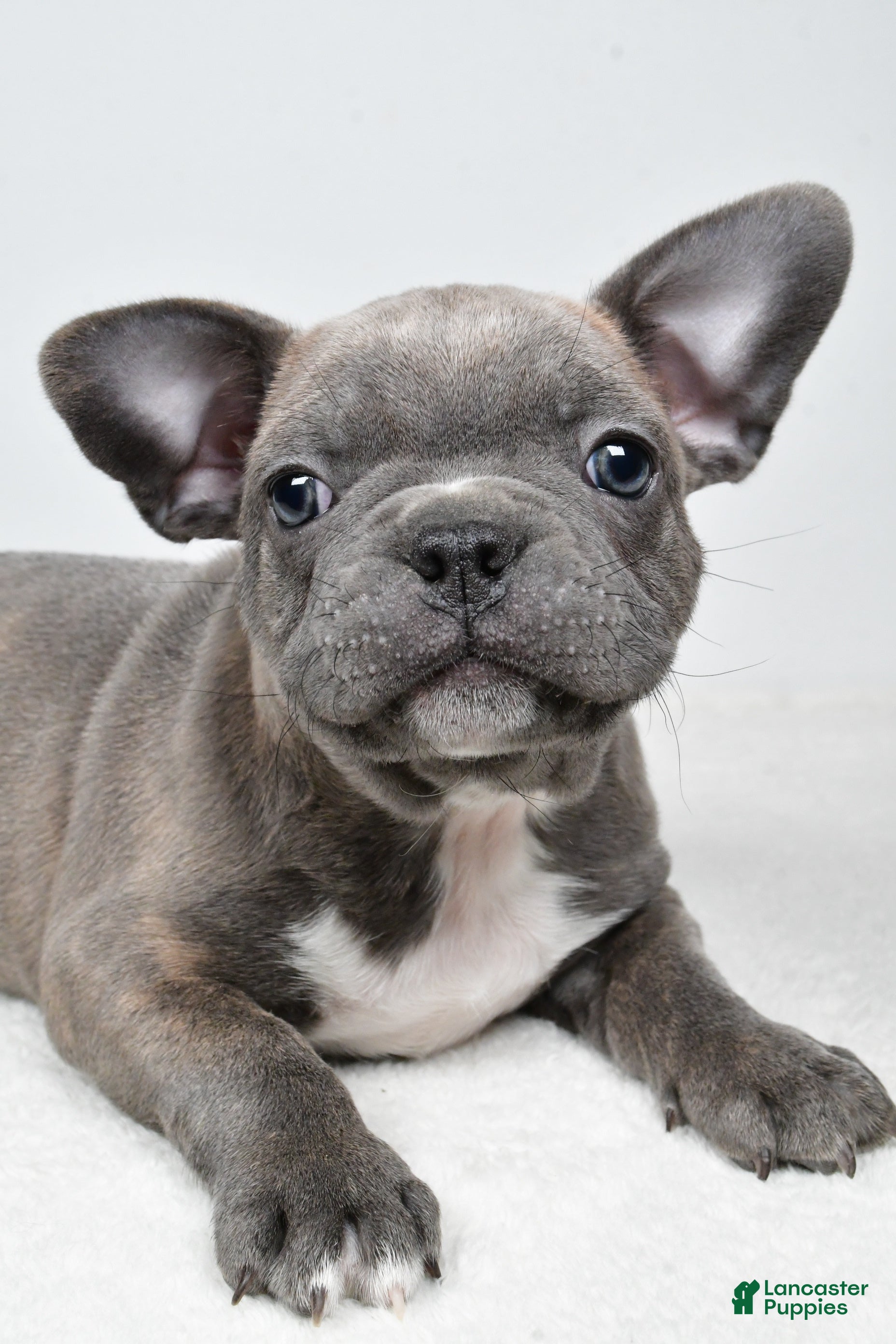 Frenchton dogs Winston  - Ad 1