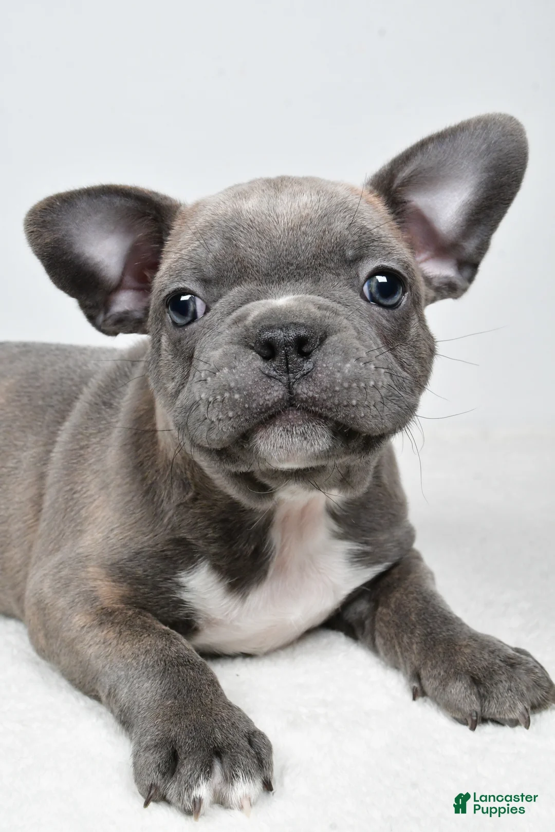 Frenchton dogs for sale: Winston  - Ad 1