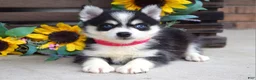 Pomsky dogs for sale: Penny - Ad 5