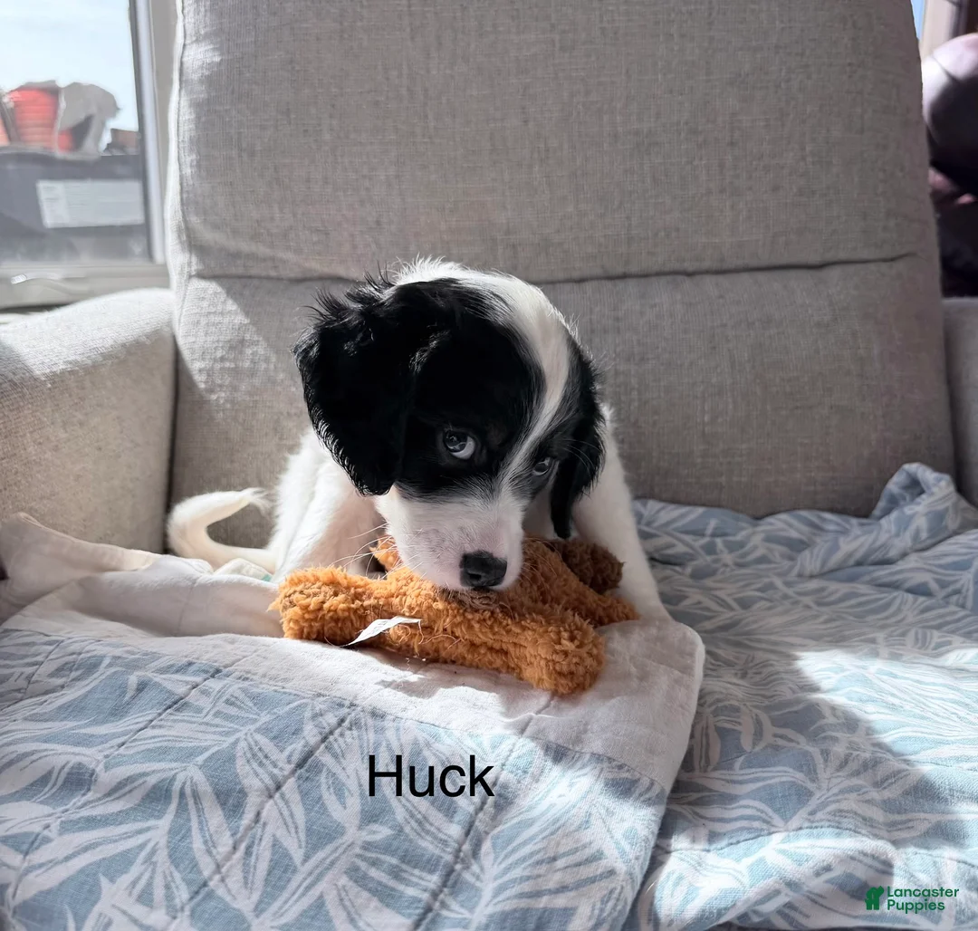 English Setter dogs for sale: English Setter Puppy 6 - Ad 2