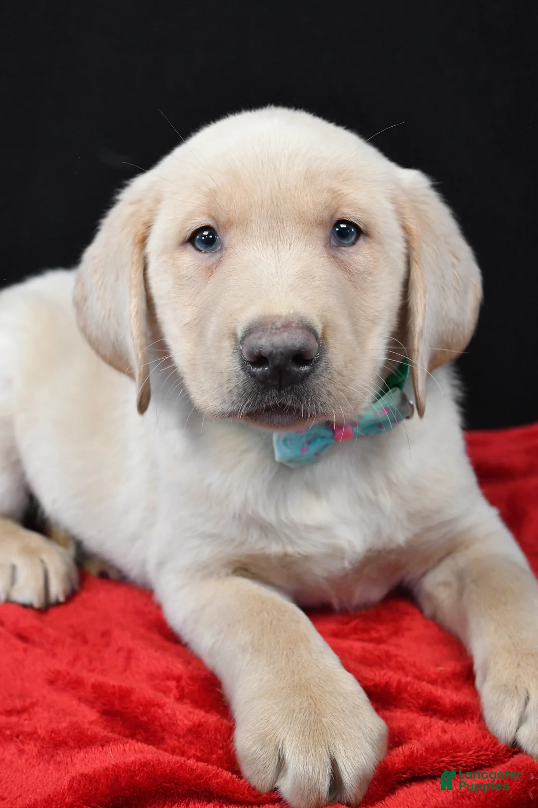 Labrador Retriever dogs for sale: Ranger - Ad 5