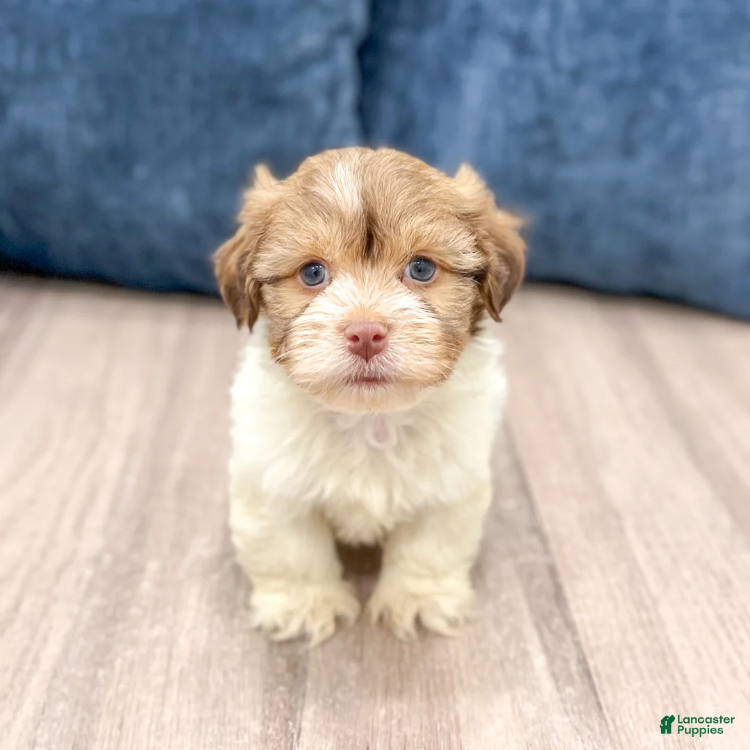 Havanese dogs for sale: Harry - Ad 5