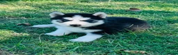 Siberian Husky dogs for sale: Siberian Husky 2 - Ad 4