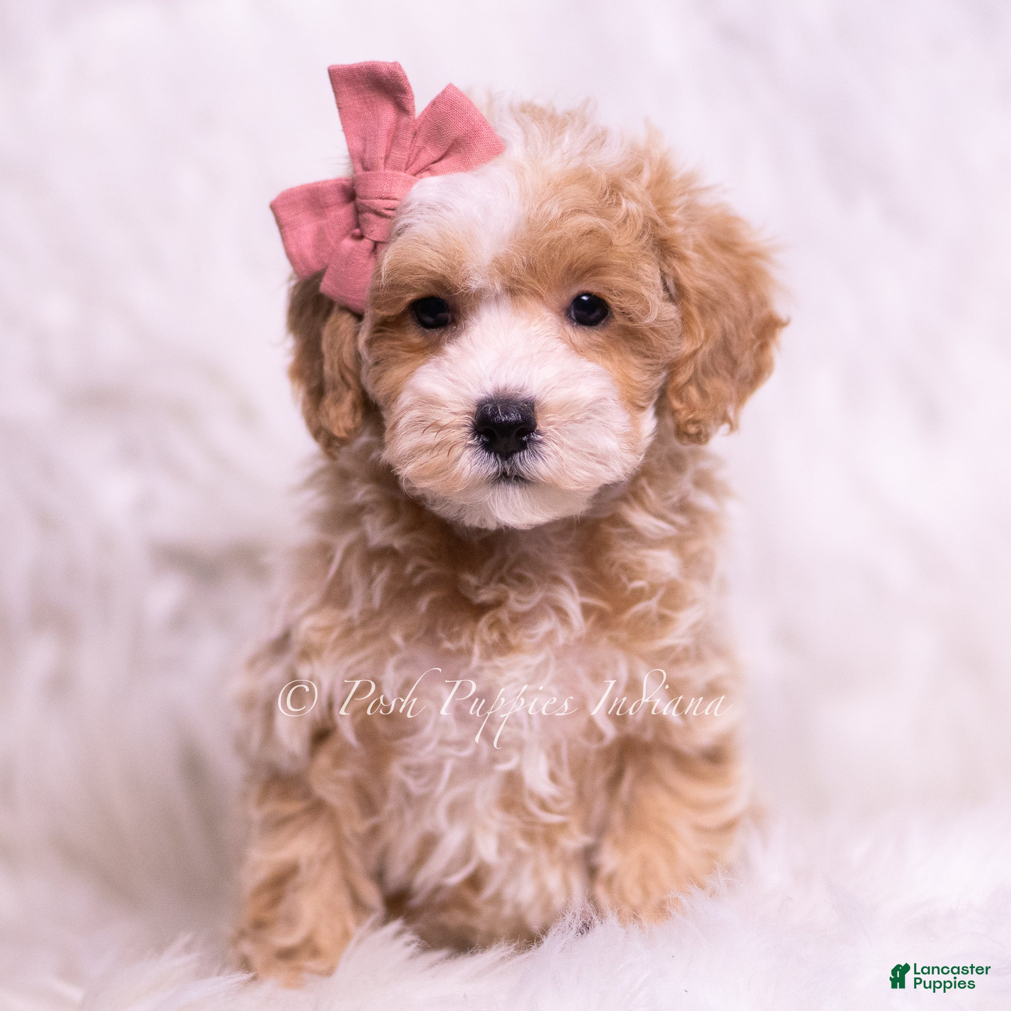 Maltipoo dogs Lollie - Ad 22