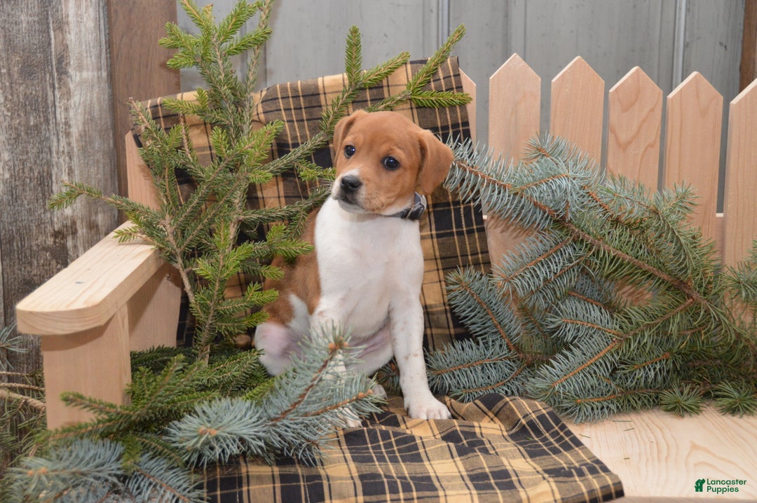 Jug dogs for sale: Atlas - Ad 3