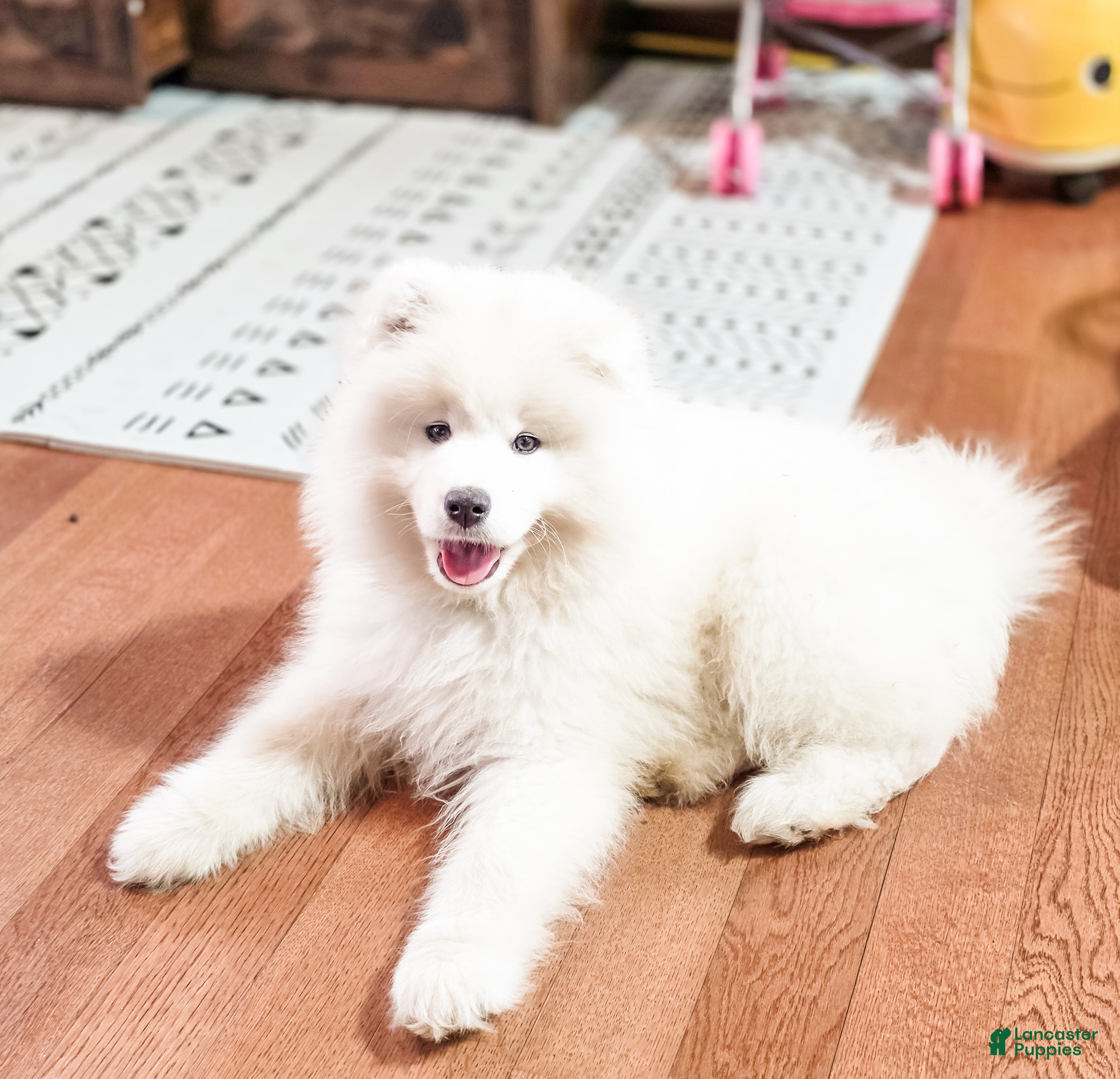 Samoyed dogs Sparki  - Ad 2