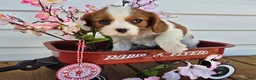 Cavalier King Charles Spaniel dogs for sale: Dakota - Ad 9