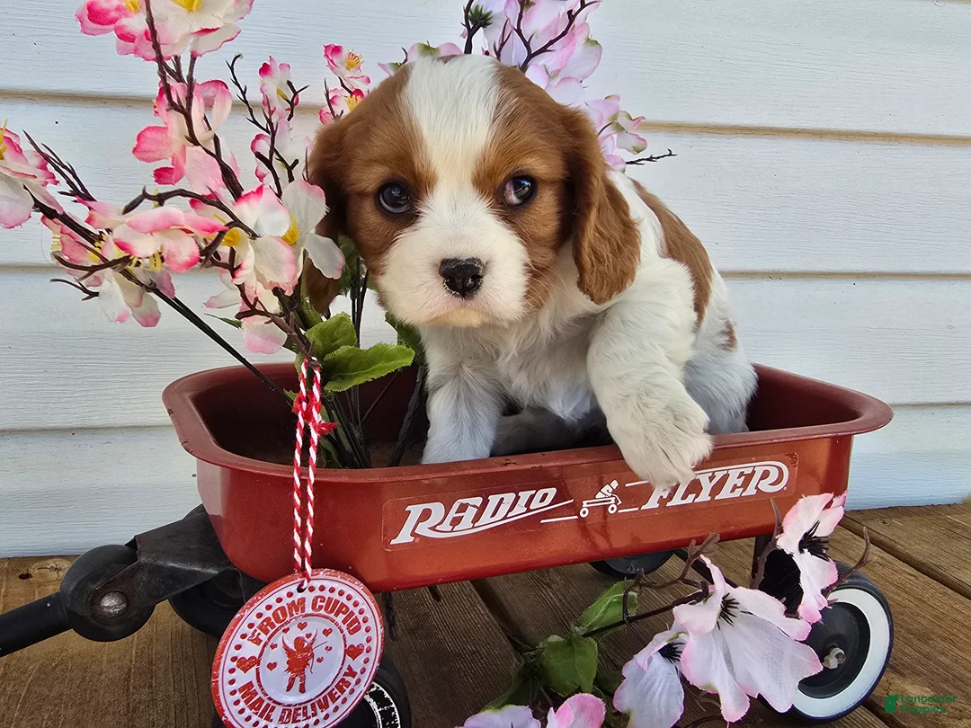 Cavalier King Charles Spaniel dogs for sale: Dakota - Ad 9
