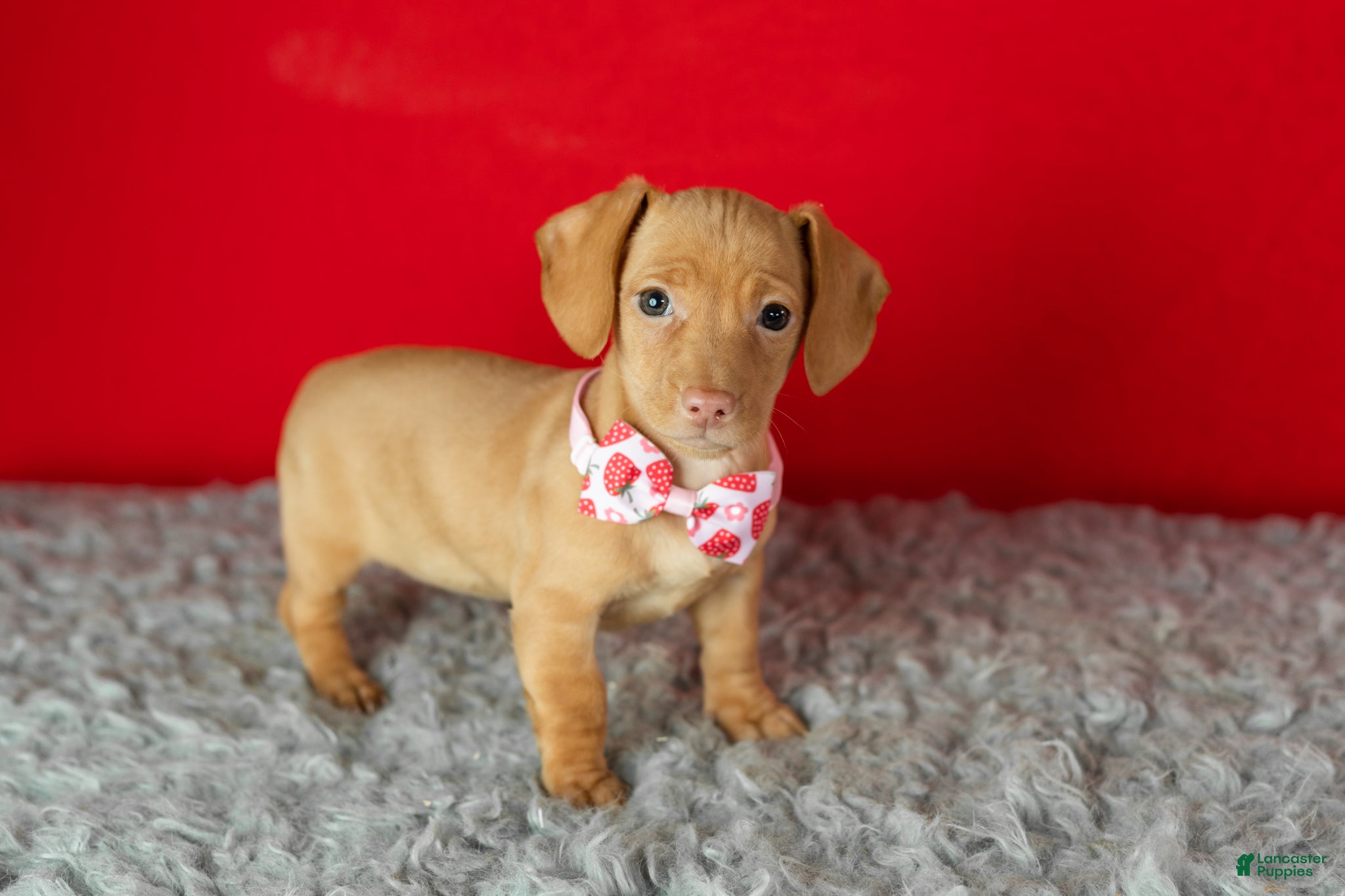 Miniature Dachshund dogs Chloe  - Ad 7