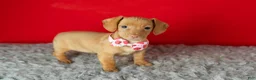 Miniature Dachshund dogs for sale: Chloe  - Ad 1
