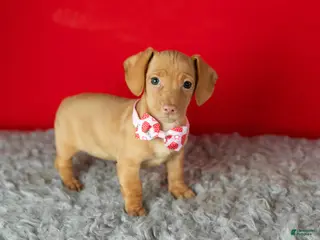 Miniature Dachshund dogs Chloe - Ad 7