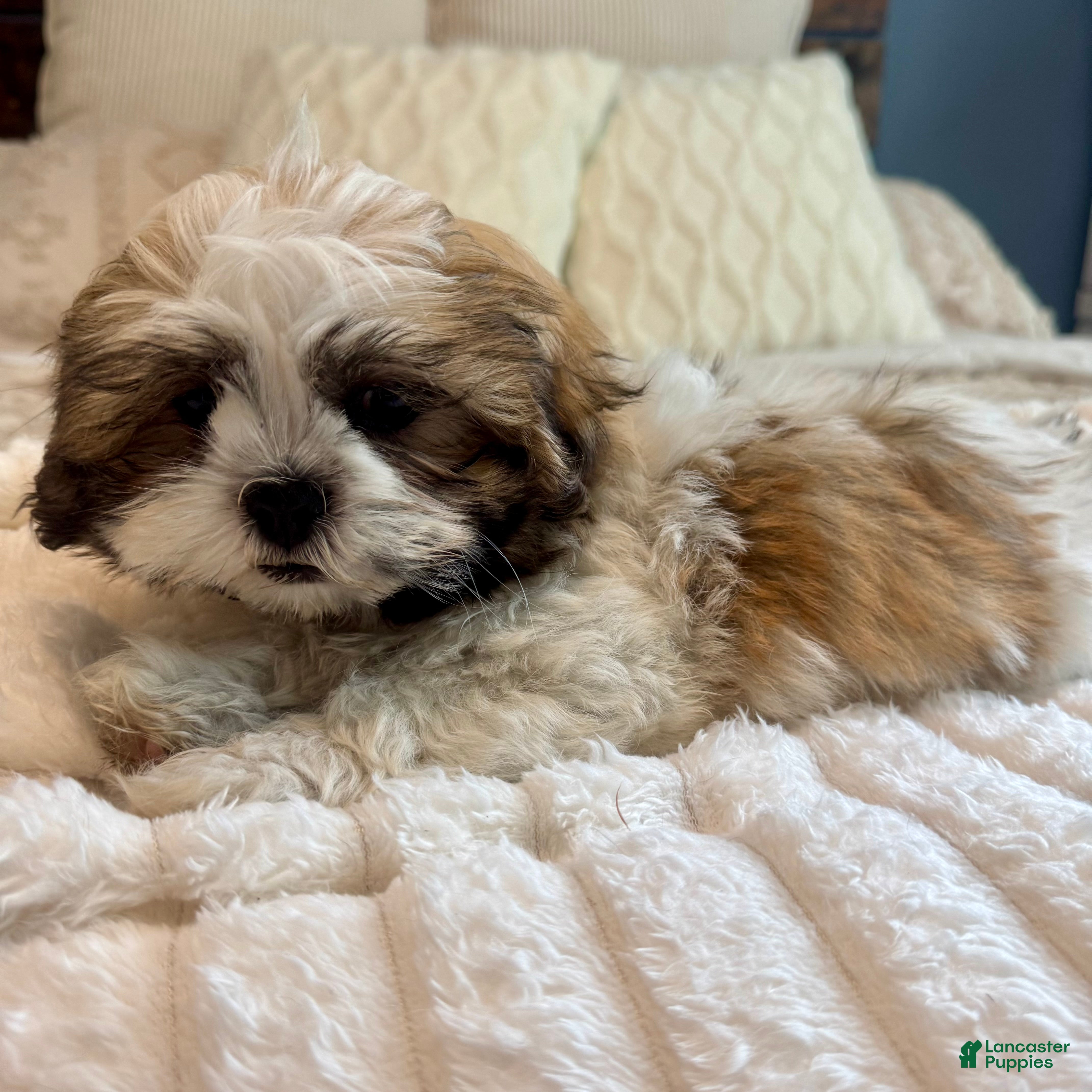 Teddy Bear dogs 1 Stew - Ad 25