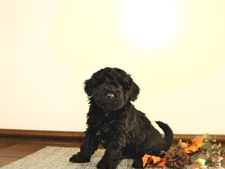 Mini Goldendoodle dogs - Ad 28