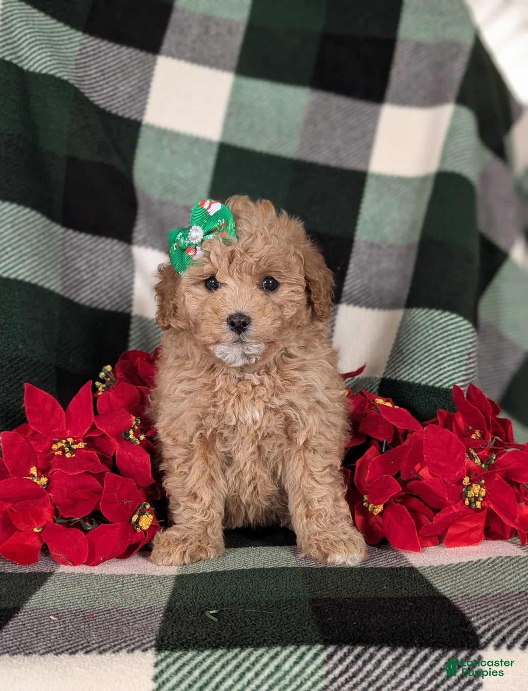 Havapoo dogs for sale: Camdyn Ready for Christmas! - Ad 2