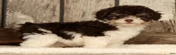 Havapoo dogs for sale: Bella - Ad 7